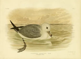 Petrel gris plateado, 1891